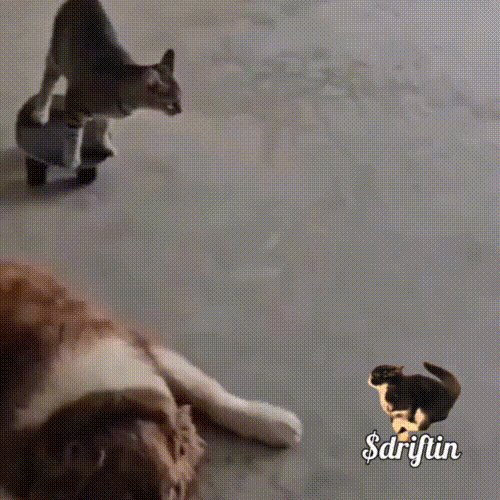 Meme Magic - Drifting Cat